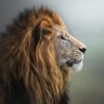Profilbild von Lion88