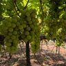 Profilbild von Viticulturist