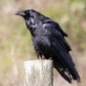 Marcus Valerius Corvus's profile picture