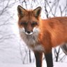 路地裏レポート profil fotoğrafı