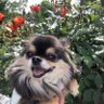 💭くぅ💭すまいるチワワ🐶💭 profil fotoğrafı