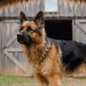 Dog's profile picture