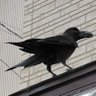 Profilbild von まじり