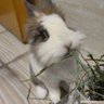 Фото профиля MuBunny