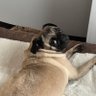 Profilbild von Pounette the Pug