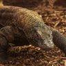 Komodo Dragon 的头像