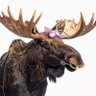 Profilbild von moose