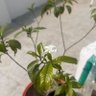 AC profil fotoğrafı