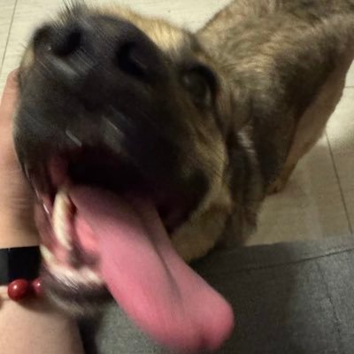 congmingren13's profile picture