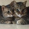 あめ吉とら子 profil fotoğrafı