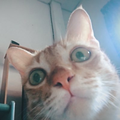 meiji_pmt's profile picture