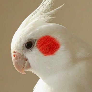 3leg_crows's profile picture