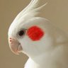Profilbild von イチ2nd