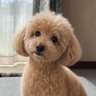 のりぴー 的头像
