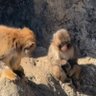 Panchi profil fotoğrafı