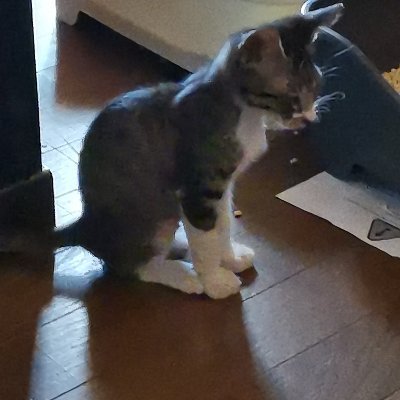 tsiwakawa's profile picture