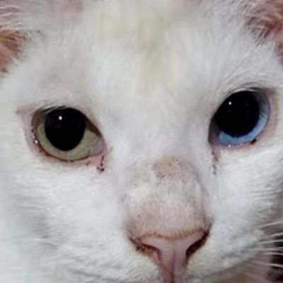 Bibi's profile picture