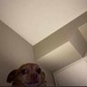 Profilbild von Hamid