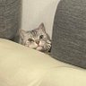 🇯🇵🟠ひぃたんのパパそして猫の下僕🟠🇯🇵 的头像