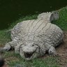 Profilbild von crocodile๐
