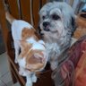 tbonesteak's profile picture