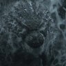 Фото профиля 苗木のバッチー