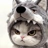 田彩钰 profil fotoğrafı