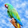 paari profil fotoğrafı