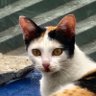 meow 的头像