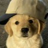 Profilbild von Puppy_protector🐕