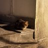 きりん 的头像