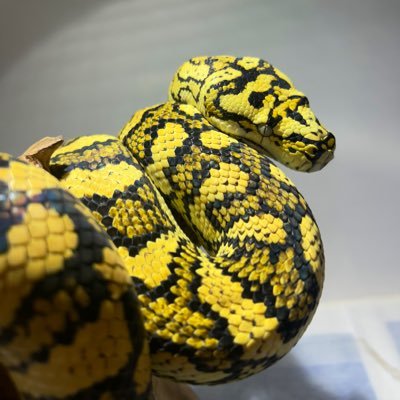 Mockn's profile picture