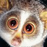 Profilbild von ichschaunur