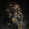 Фото профиля Anup dixit