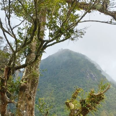djadimulya's profile picture