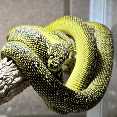 krs_reptile06's profile picture