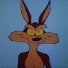 Coyote profil fotoğrafı