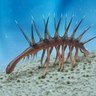 Hallucigenia (Gustav 🐊)'s profile picture