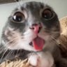 Profilbild von Amis