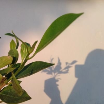 فَاطِـ𓂆ـةُ السَّـقا.'s profile picture