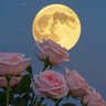 Фото профиля الأمل الحارثي