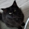 Олександр's profile picture