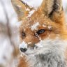 _thewinterman profil fotoğrafı
