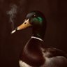 Фото профиля Darnald Duck