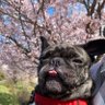 黒 パグ夫 的头像
