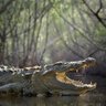 Profilbild von InvestAlligator