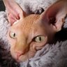 Le Sphynx🐱's profile picture