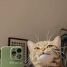 faris's profile picture