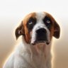Cão's profile picture