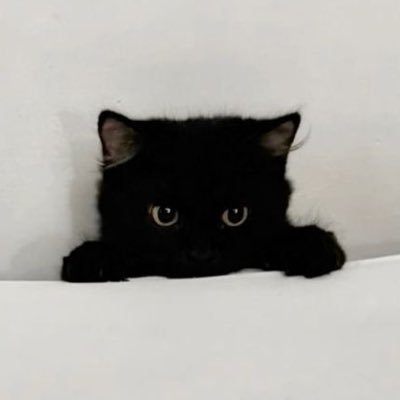 누누's profile picture